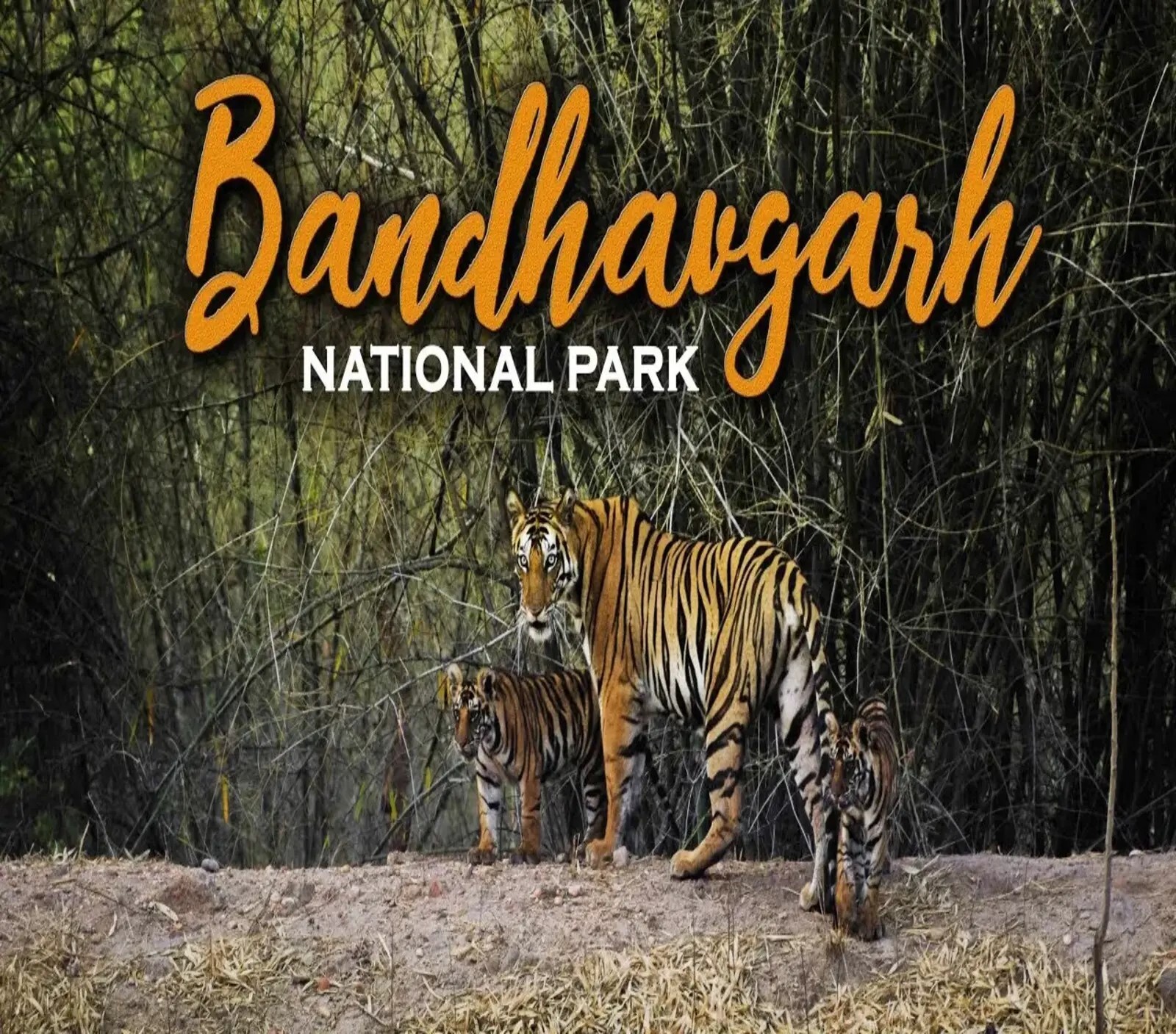 Bandhavgarh National Park