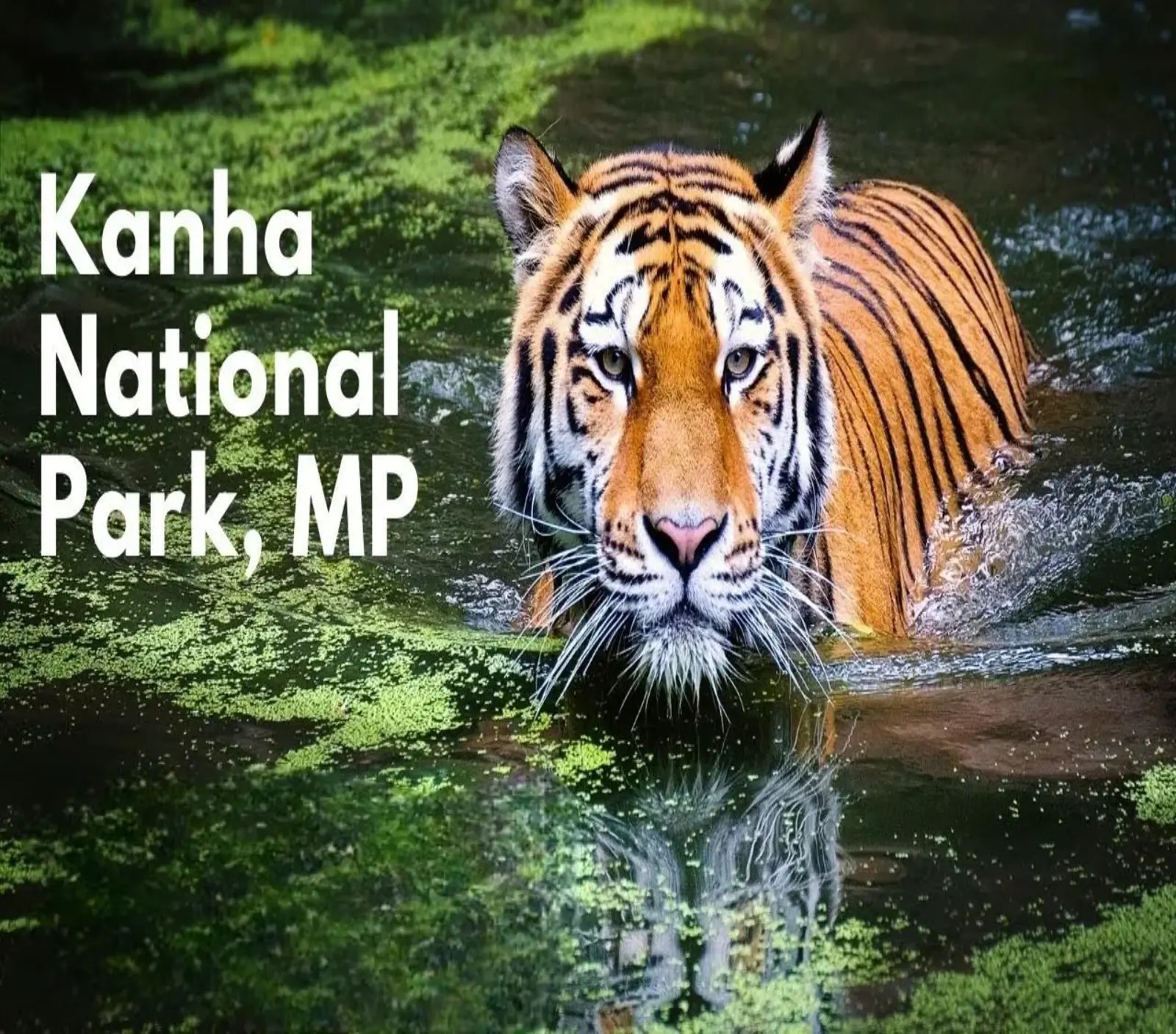 Kanha National Park
