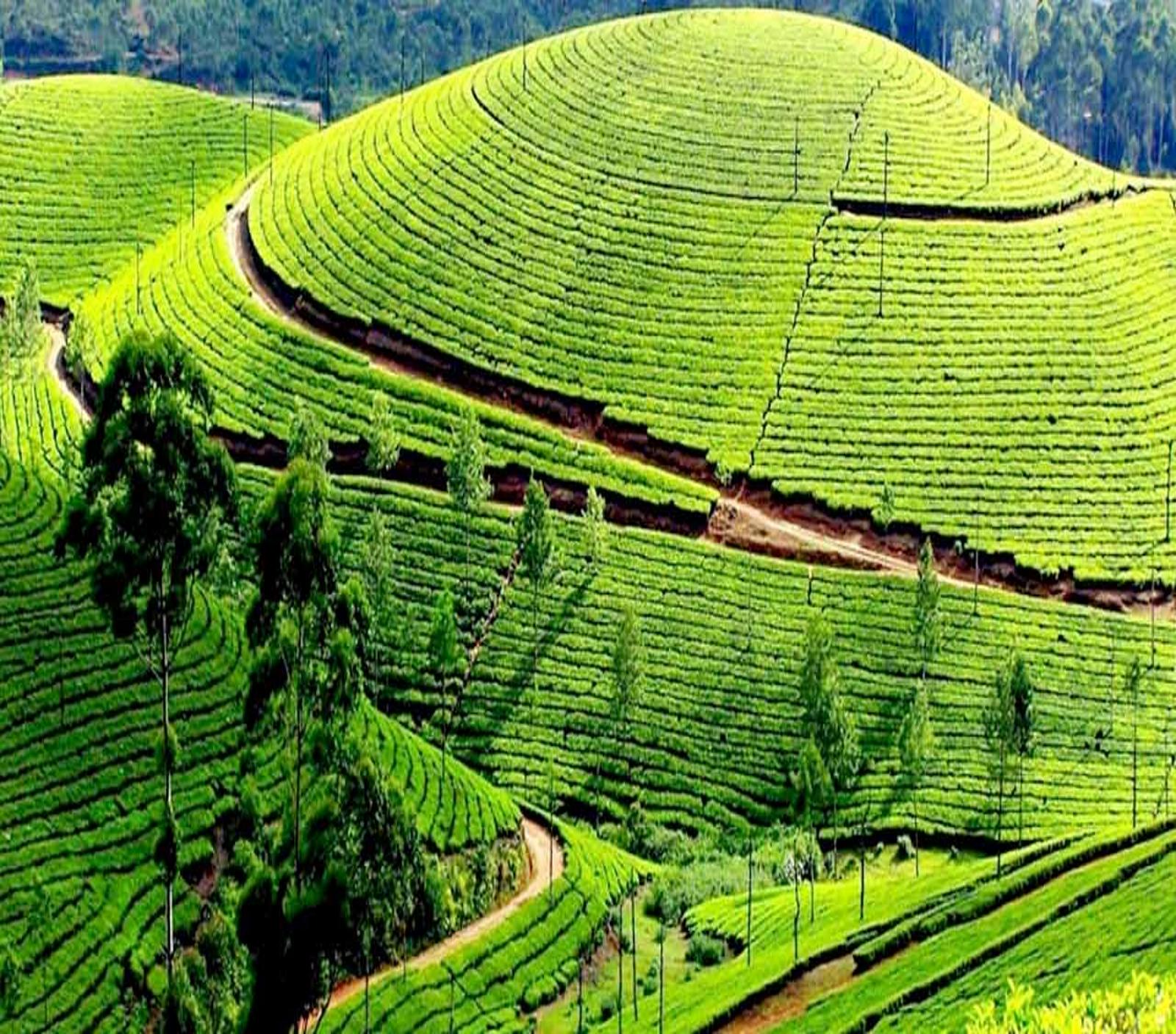 Ooty & Coonoor